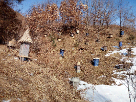 卖山蜂蜜，土蜜蜂，百花蜜 - 辽宁省,铁岭市,铁岭县,白旗寨满族乡