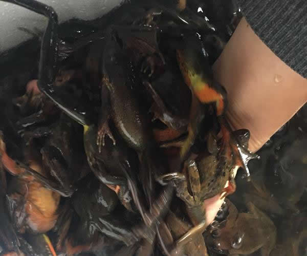 出售活林蛙(母的),蛤蟆哈什蚂(雌性东北林蛙俗称母豹子) - 辽宁省,铁岭市,铁岭县,白旗寨满族乡